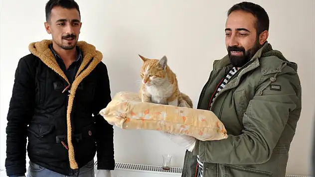 Aracın Çarptığı Kedi Tedavi Altına Alındı