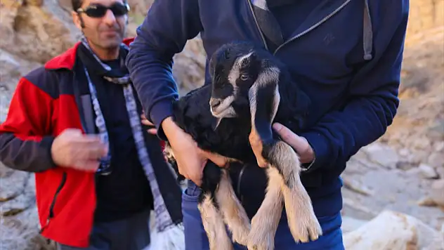 Iğdır'da Dağcılar Yeni Doğum Yapmış Keçi İle Yavrusunu Kayalıktan Kurtardı