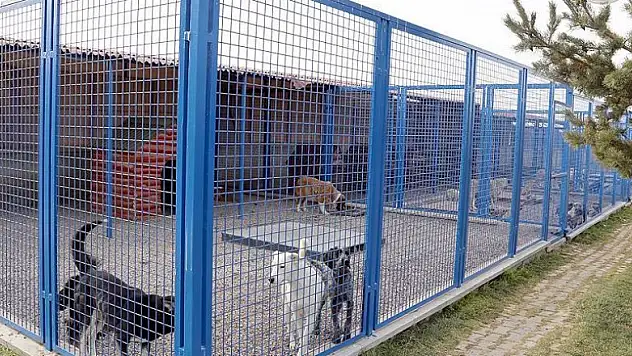 Kışın Dışarıda kalan hayvanlar için sıcak yuva