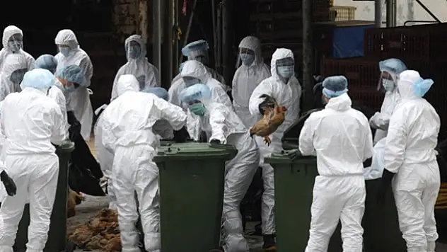 Fransa'da bu kış ilk kez kuş gribi virüsü H5N8 tespit edildiği bildirildi