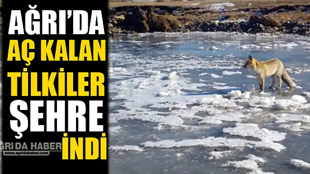 Ağrı'da Aç Kalan Tilkiler Şehire İndi!