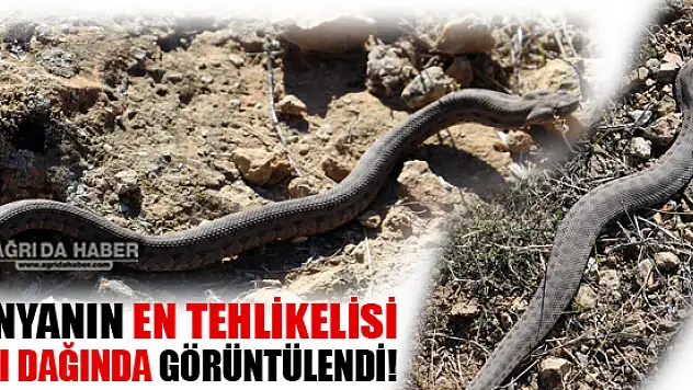 Dünyanın En Tehlikeli Yılanı Ağrı Dağın'da Görüntülendi