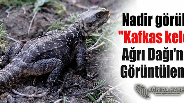 Nadir görülen 'Kafkas keleri' Ağrı Dağı'nda görüntülendi !
