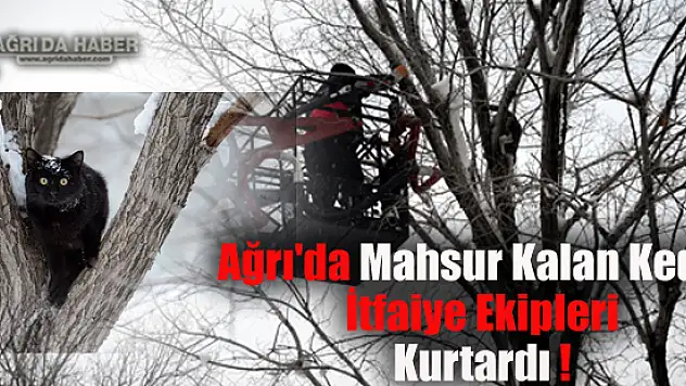 Ağrı'da ağaçta mahsur kalan kedi için itfaiye ekipleri seferber oldu !