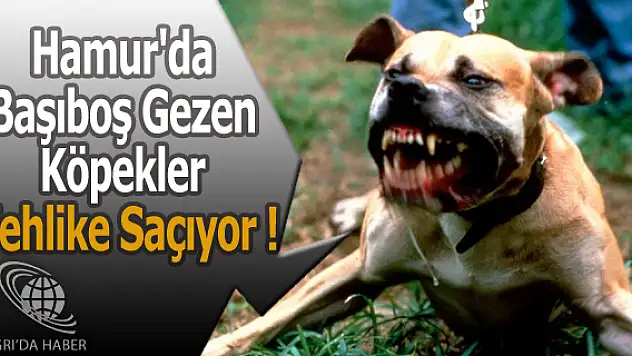 Hamur'da Başıboş Gezen Köpekler Tehlike Saçıyor !