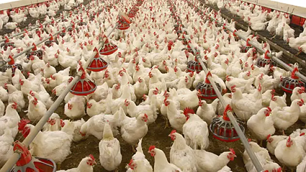 Tayvan'da 26 bin kümes hayvanı itlaf edildi