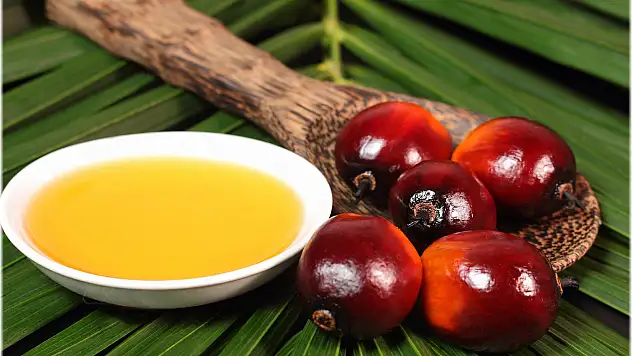 Gıda, Tarım ve Hayvancılık Bakanı Çelik, Palm yağı araştırılacak dedi ?