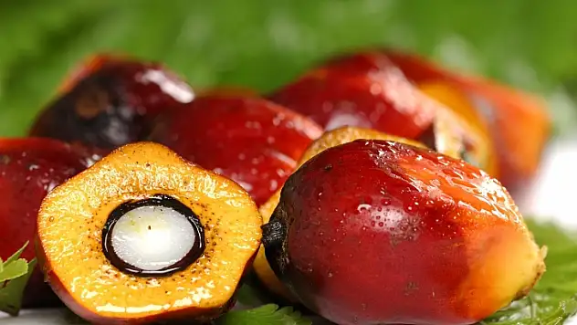 Canan Karatay Açıkladı Palm Yağı Gerçekten Kanserojen mi?