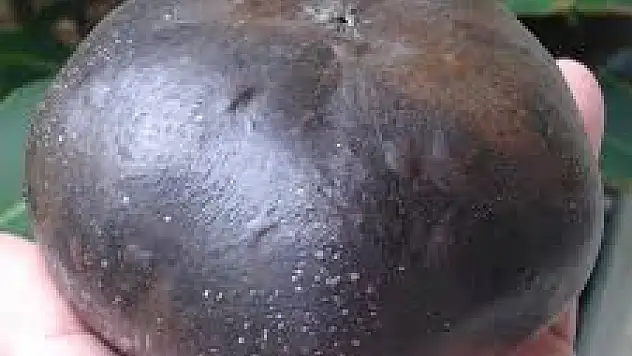 'Siyah sapote' Türkiye'de Yetiştirilmeye Başlandı!