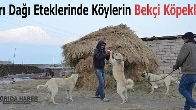 Ağrı Dağı Eteklerinde Köylerin Bekçi Köpekleri