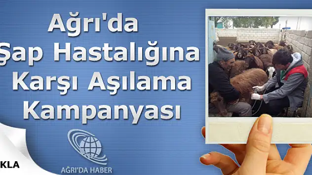 Ağrı'da Şap Hastalığına Karşı Aşılama Kampanyası