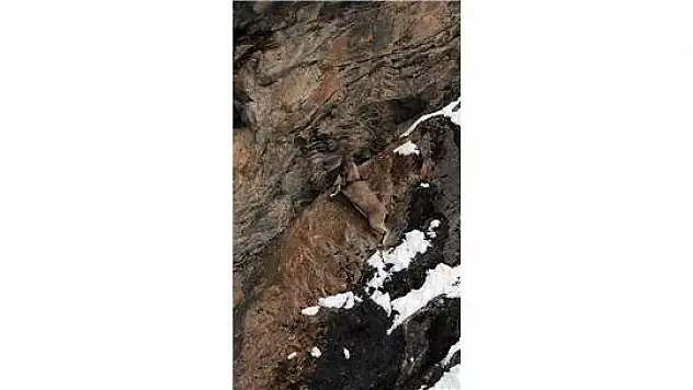 Koruma Altındaki Dağ Keçilerinin Yiyecek Arayışı Kameraya Yansıdı