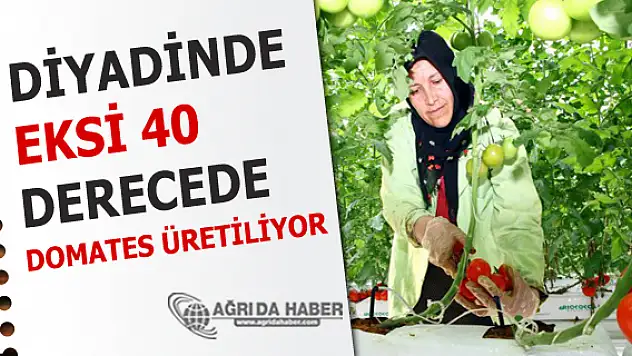 Diyadin'de jeotermal ısı sayesinde eksi 40 derecede domates üretiliyor