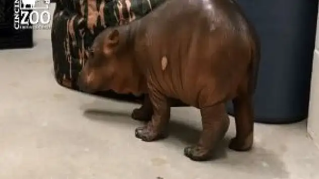 Cincinnati Zoo's premature born hippo Fiona takes first steps