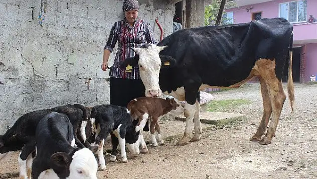 Dördüz'den Sonra İkiz Buzağı Sevindirdi