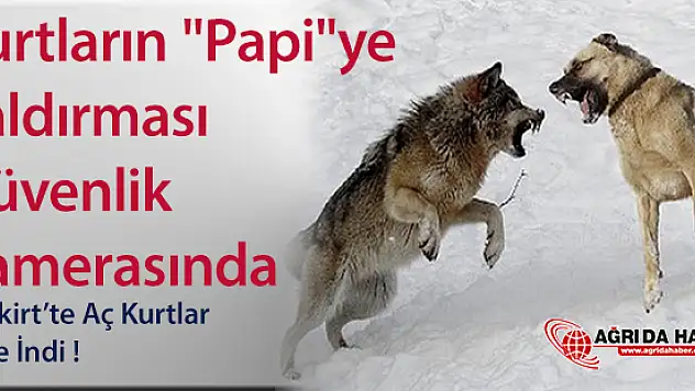 Eleşkirt'te Kurtların 'Papi'ye Saldırısı Güvenlik Kameralarına Yansıdı