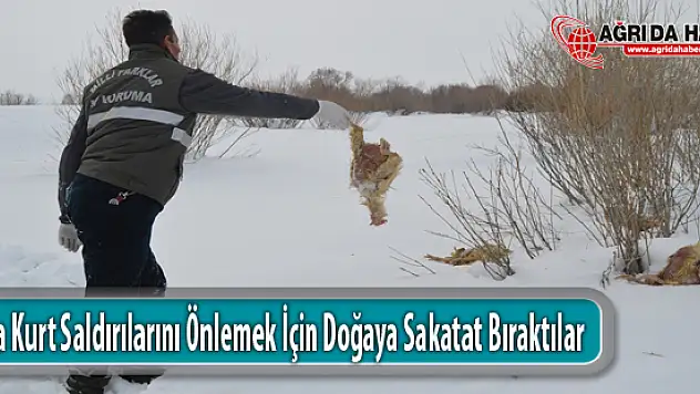 Orman ve Su İşleri Ağrı'da Kurt Saldırılarını Önlemek İçin Doğaya Sakatat Bıraktı