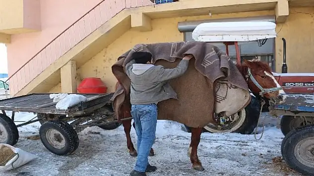 Ağrı'da At Arabacılar Battaniye İle Atlarını Isıtmaya Çalışıyor