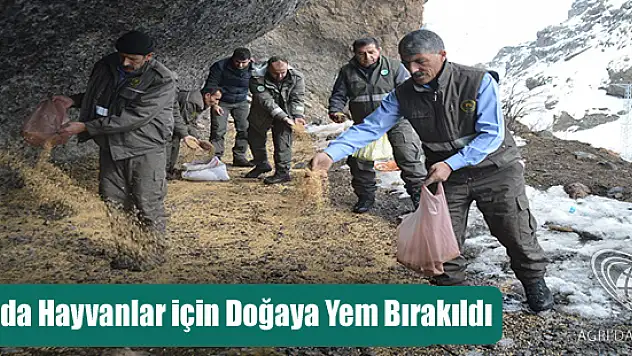 Ağrı'da Hayvanlar için Doğaya Yem Bırakıldı