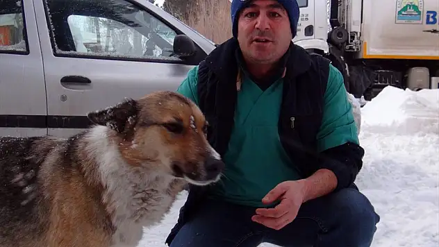 Tatvan Belediyesinin Sokak Hayvanları Duyarlılığı