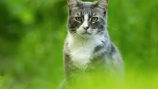Karga Yuvasına Kedi Girdi İtfayeciler Şok Oldu !