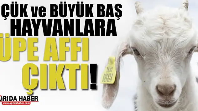 Küçük ve Büyükbaş Hayvanlara Küpe Affı Çıktı