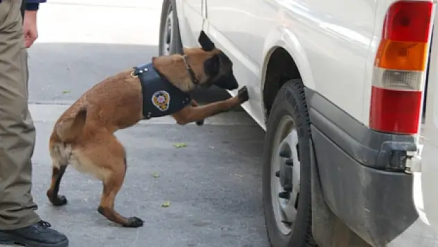Narkotik köpekler Uyuşturucu tacirlerinin korkulu rüyası