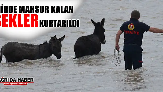 Nehirde Mahsur Kalan 2 Eşeği İtfaiye Kurtardı