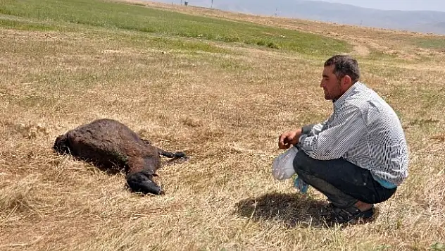 Muş'ta merada otlayan koyun sürüsüne kurtlar saldırdı