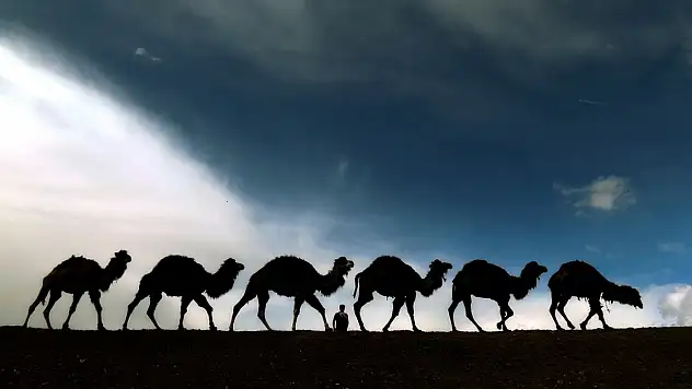 Zorlu Doğa Koşulları Develere Şampiyonluk Getiriyor