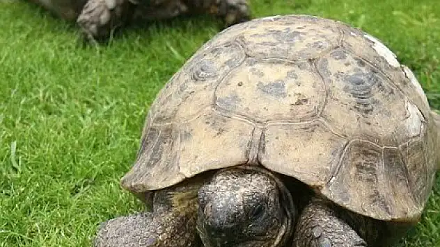 Kaplumbağalar inşaat çalışmalarından etkilenmemeleri için başka bir yaşam alanına götürüldü