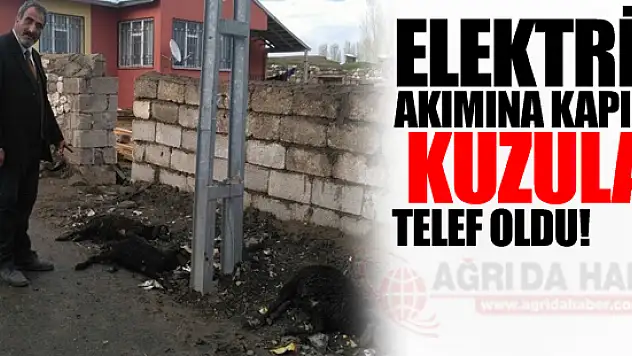 Elektrik Akımına Kapılan Kuzular Telef Oldu!