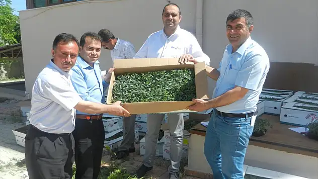 Kale'de Çiftçilere Domates Fidesi Dağıtıldı