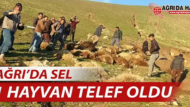Ağrı'da sele kapılan 71 hayvan telef oldu