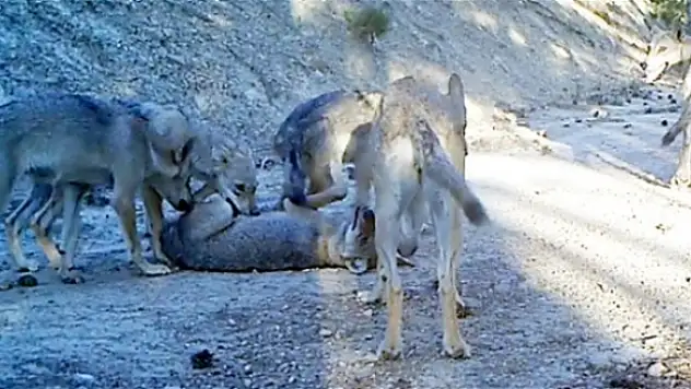 Erzincan'da Yaban Hayatı Fotokapanla Görüntülendi
