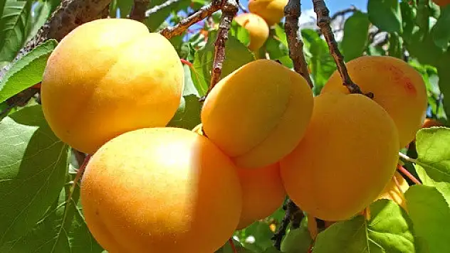 Doğu'nun Çukurova'sında 'Sarı Elmas' Hasadı Başladı