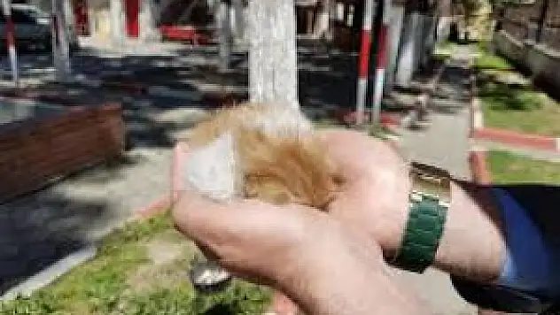 Su Borusuna Sıkışan Yavru Kediyi İtfaiye Kurtardı