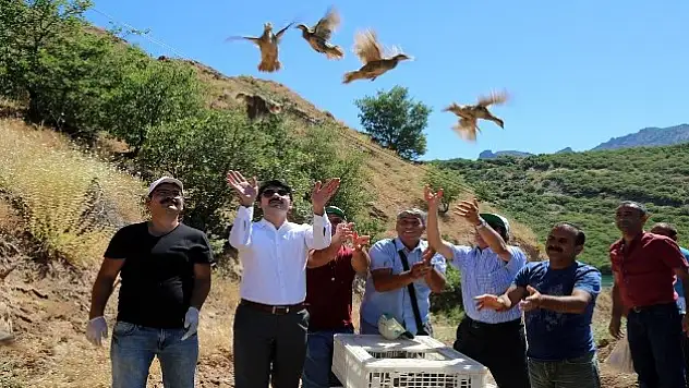 Tunceli'de Bin Kınalı Keklik Doğaya Bırakıldı !