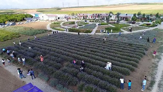 Silivri'de 2. Lavanta Hasat Şenliği Yapıldı