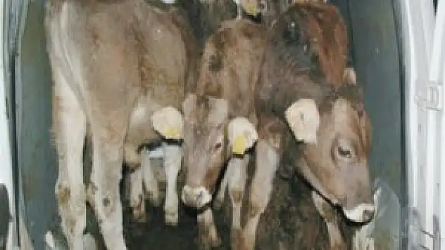 Hayvan Hırsızları İş Başında