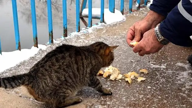 Bingöl Sokak Ve Yaban Hayvanlara Kucak Açtı