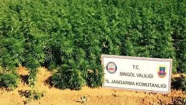 Bingöl'de 50 Bin Kök Hint Keneviri Ele Geçirildi