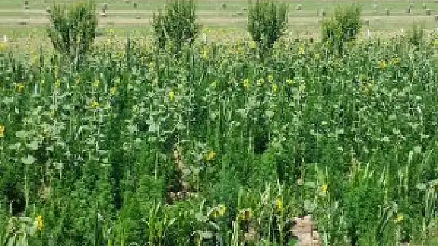 Malatya'da 176 Kilogram Esrar Yakalandı