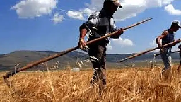 Kars'ta Çiftçiler 'Kışlık Ot Biçim' Mesaisinde