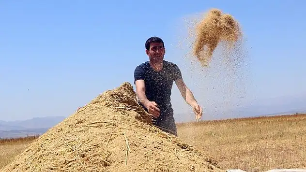 Astronotların Besin Kaynağı 'Kinoa'nın İlk Hasadı Yapıldı