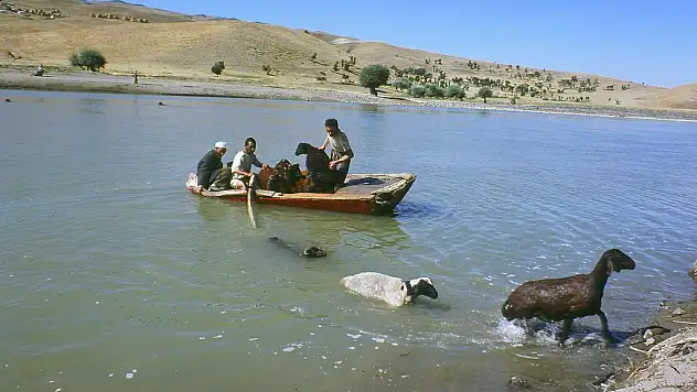 Sıcaktan Bunalan İnekler Murat Nehri'ne Girdi