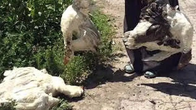 Kars'ta 200 Civarında Kaz Telef Oldu