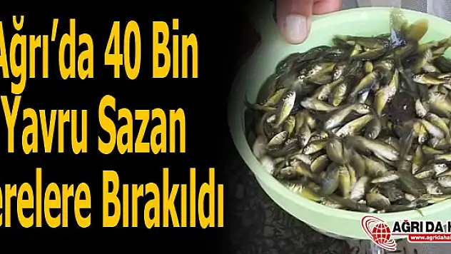 Ağrı'da 40 Bin Yavru Sazan Derelere Bırakıldı