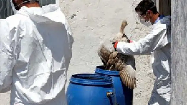 Doğu Anadolu'da Şüpheli Kanatlı Hayvan Ölümleri