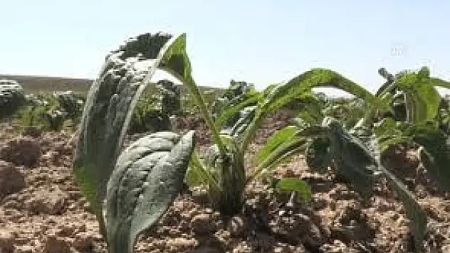 Tıbbi Ve Aromatik Bitkiler Çiftçinin Umudu Oldu
